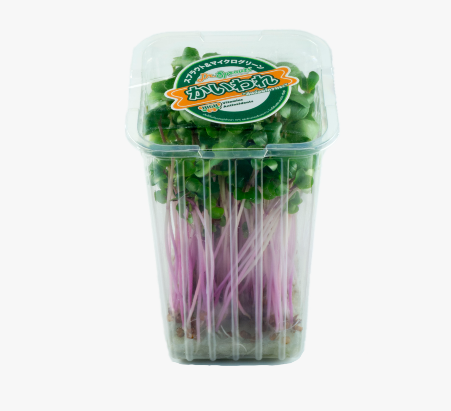 Clip Art Kaiware Sprouts - Bean Sprouts, Transparent Clipart
