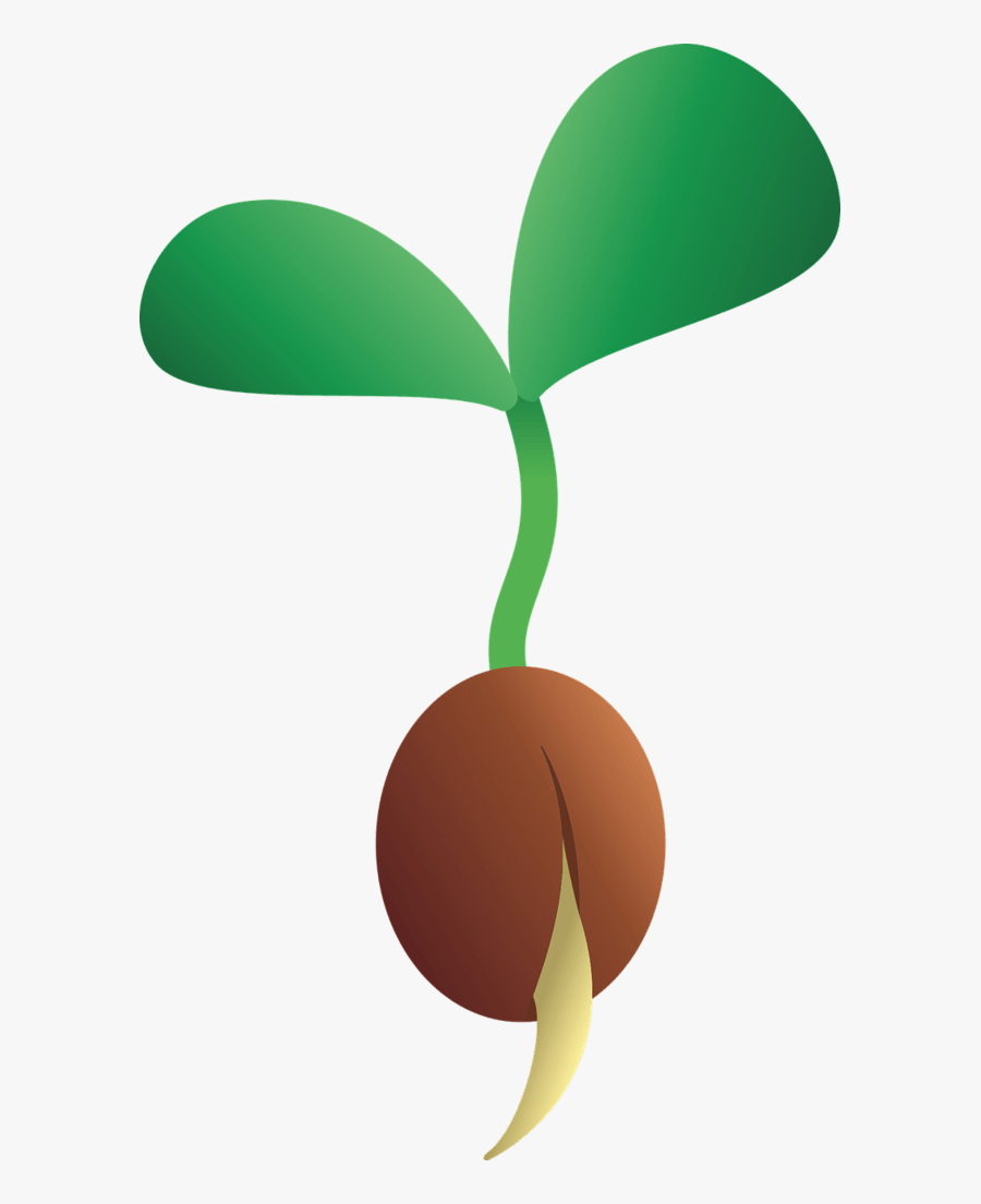 Bean Sprouting Into Seedling - Seedling Clipart, free clipart download, png...