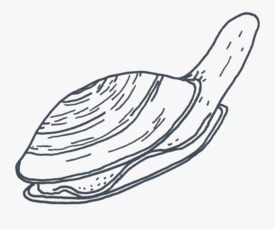 Line Art, Transparent Clipart