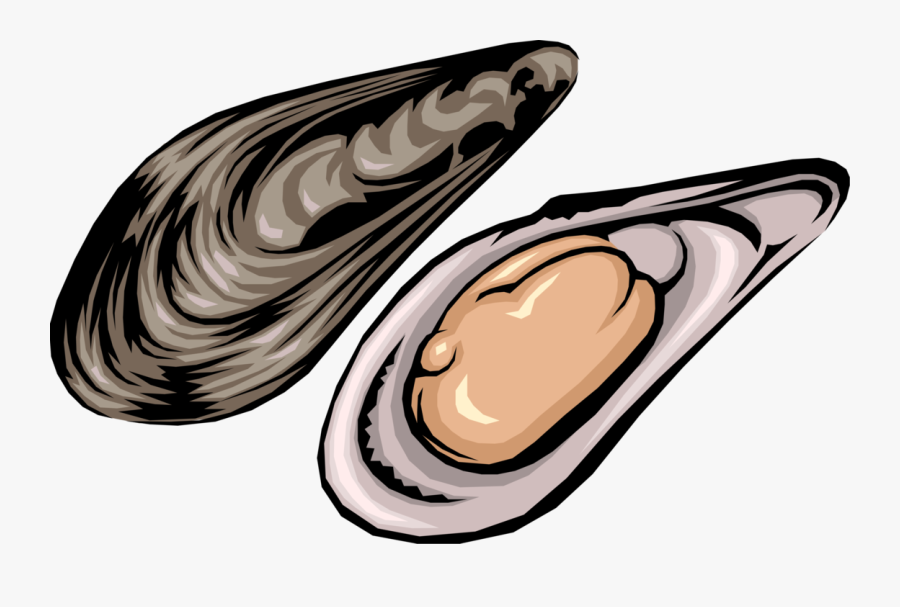 Vector Illustration Of Edible Mollusk Mussel In Shell - Oyster Clipart, Transparent Clipart