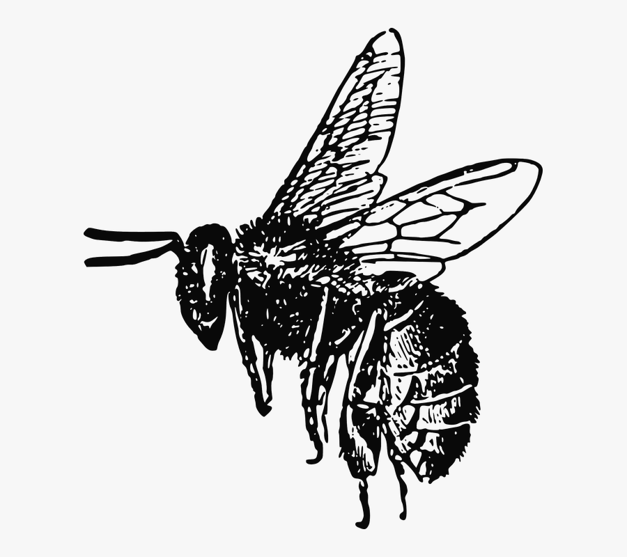 Carpenter-bee - Realistic Bee Clip Art Black And White, Transparent Clipart