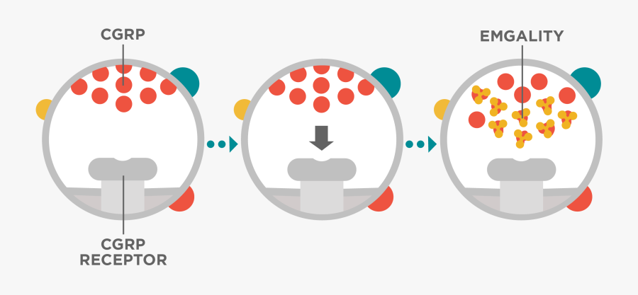 Moa Image - Circle, Transparent Clipart