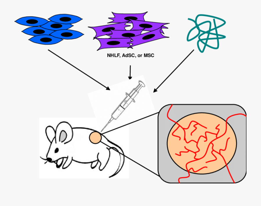 Method To Engineer Vascular Networks In Vivo - Drawing Of A Mouse, Transparent Clipart