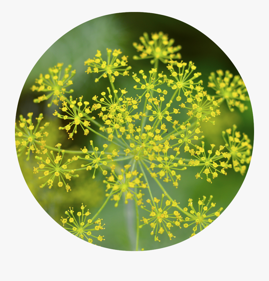 Circle, Transparent Clipart