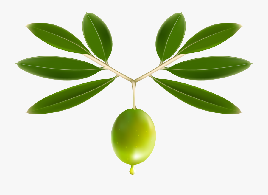 Clip Art Oil Clip Art Olives - Olive Leaf No Background, Transparent Clipart