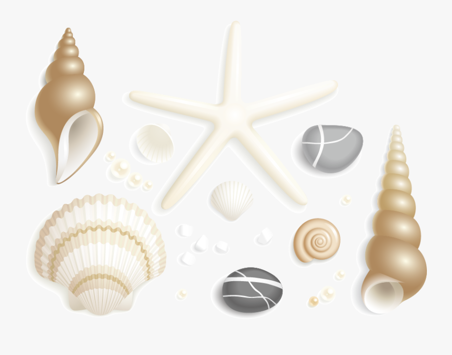 Shell, Transparent Clipart