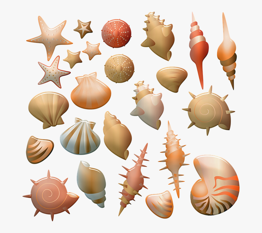 Sea Shells, Shiny, Marine, Abalone, Nature, Souvenir - Illustration, Transparent Clipart