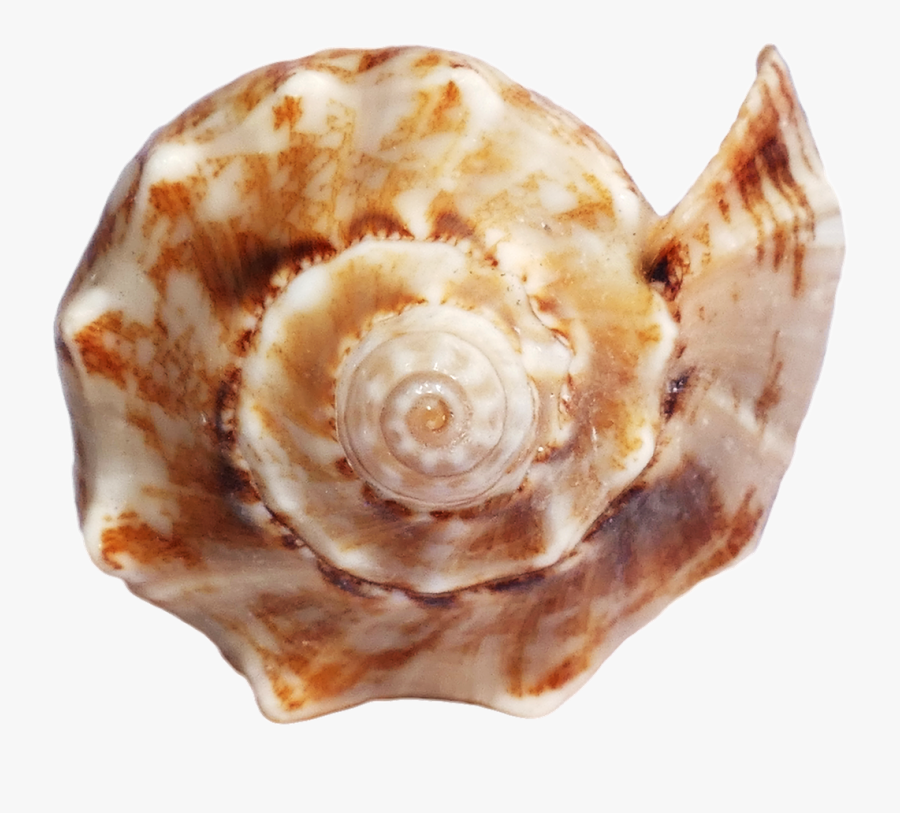 Seashell Conch, Transparent Clipart