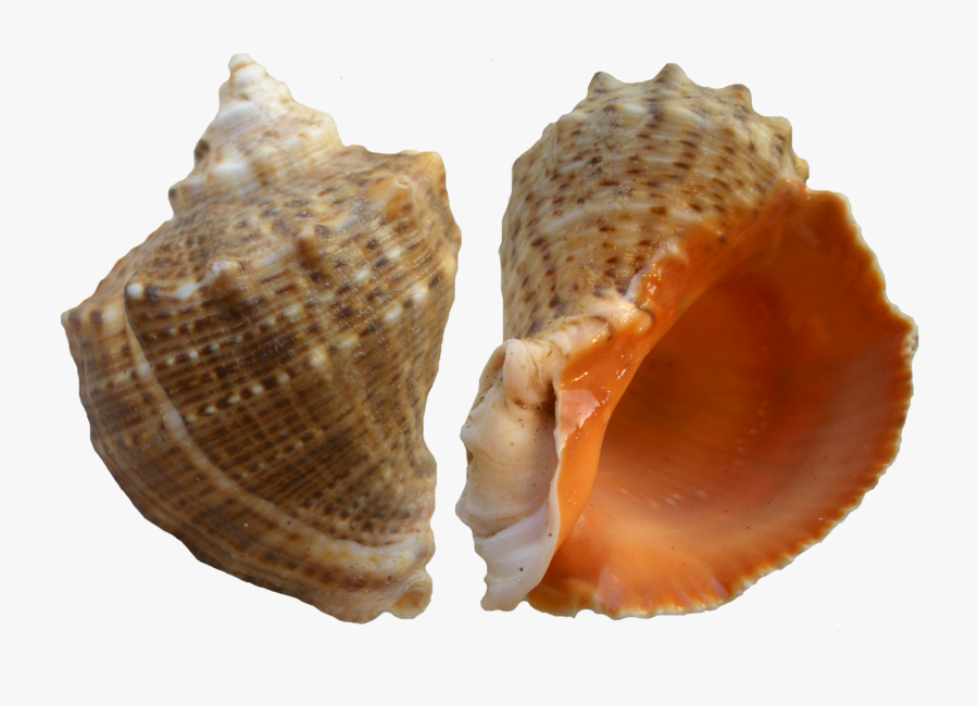 Rapana Shell Png Clip Art - Clip Art, Transparent Clipart