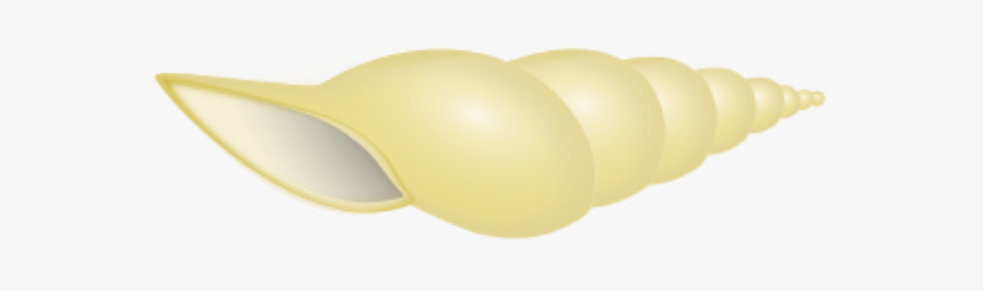 Seashells, Sea, Shell, Beach, Seaside, Decoration - Vegetable, Transparent Clipart