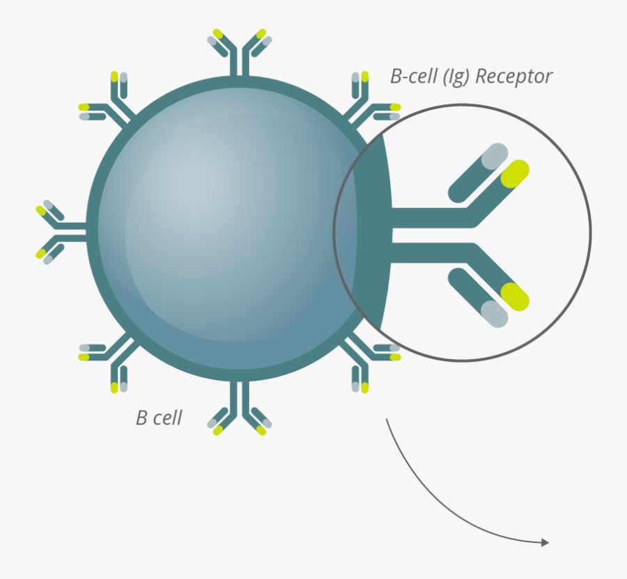 Clonoseq Technology Bcell Antibody - B Cell Clipart, Transparent Clipart