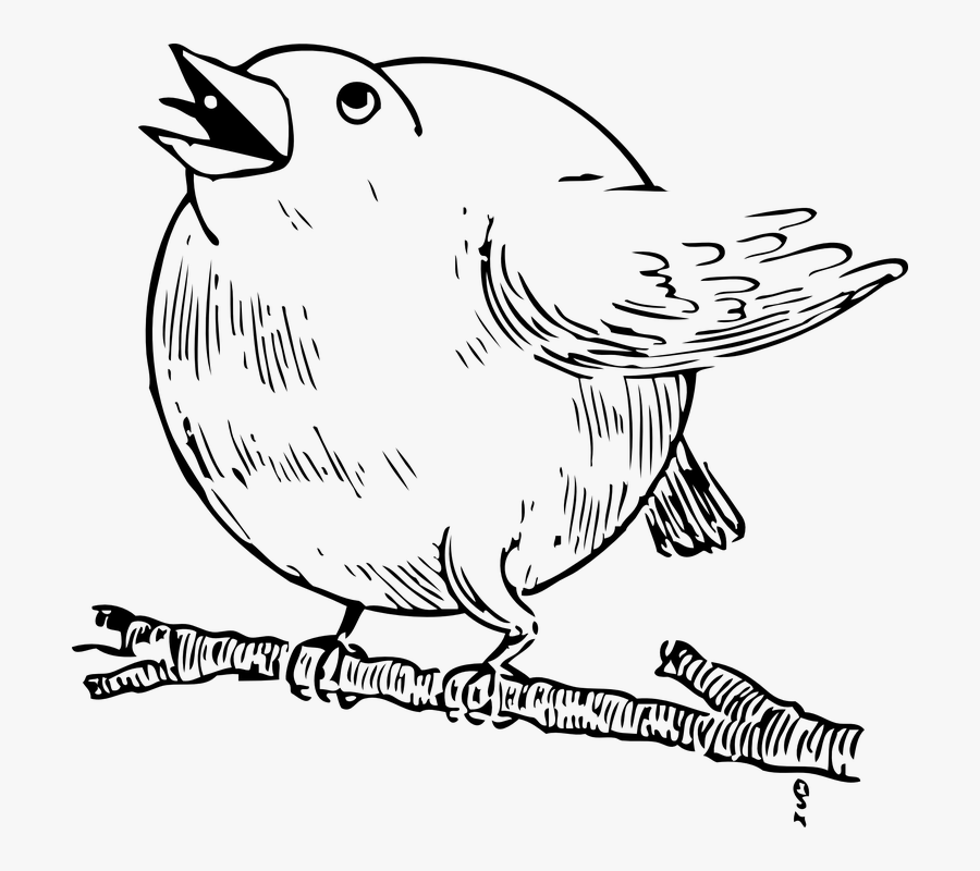 Round Robin Bird Fat, Transparent Clipart