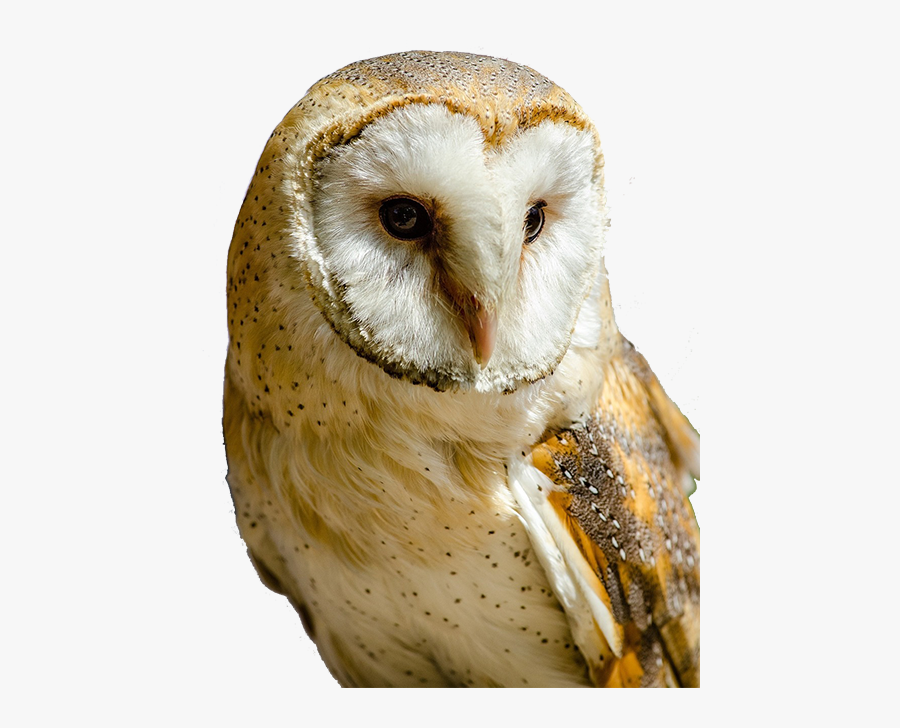 Transparent Barn Owl Clipart - White And Yellow Owl, Transparent Clipart