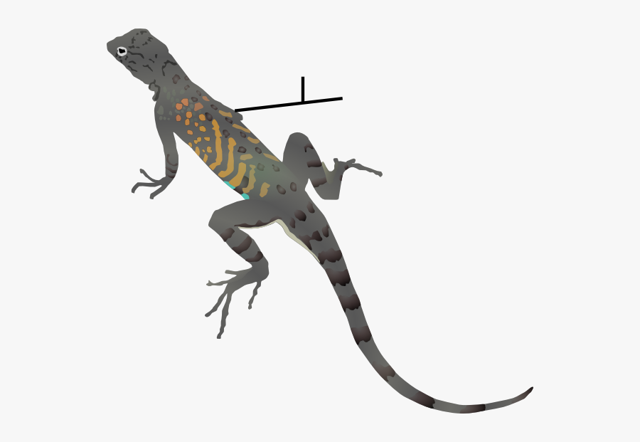 Lizard Clipart, Transparent Clipart