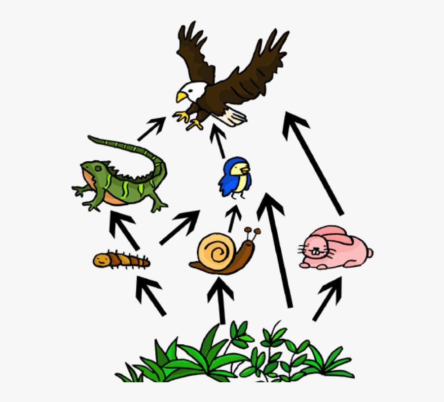 Food Web Landscape Clipart - Easy To Draw Food Web, Transparent Clipart