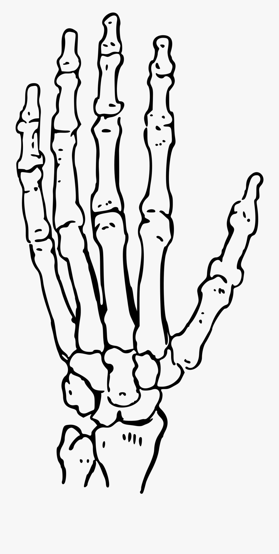 Bones Of The Hand - Human Hand Skeleton Drawing, Transparent Clipart
