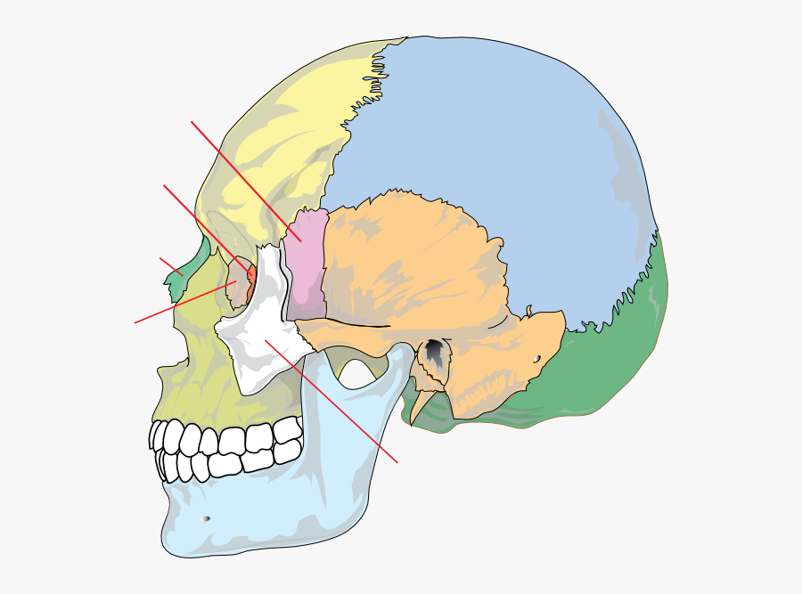 Free Vector Human Skull Nolables Clip Art - Bones Of The Skull, Transparent Clipart