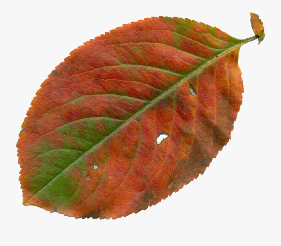 Blad Clipart, Transparent Clipart