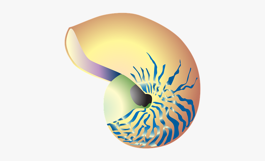 Clipart, Animal, Snail, Nature, Drawing, Icon, Symbol - Illustration, Transparent Clipart