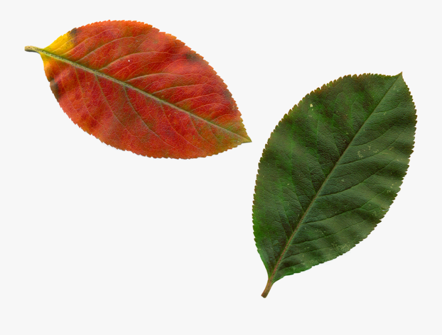 Canvas Print Nature Trees Leaves Autumn Leaves Clipart - Feuille D Automne Verte, Transparent Clipart