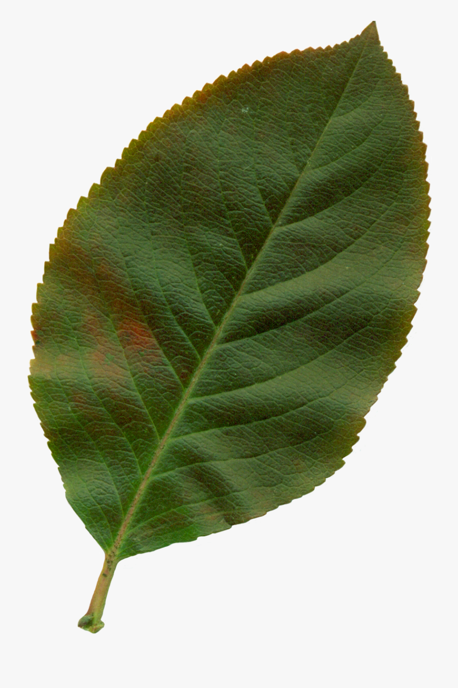 Sheet Tree Png, Transparent Clipart