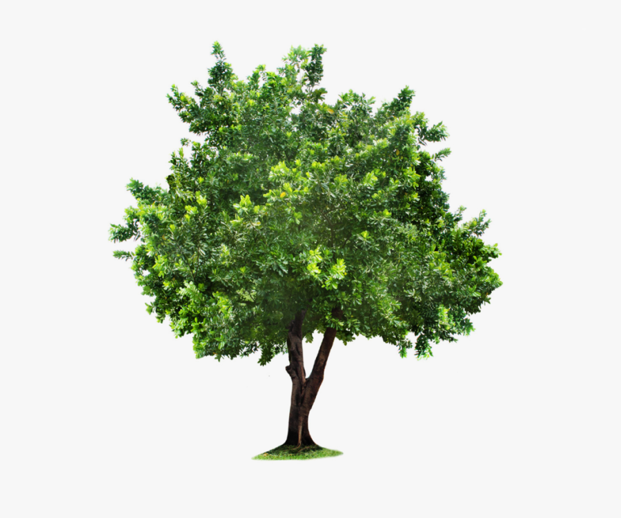 Tree Clipart - Tree Transparent, Transparent Clipart