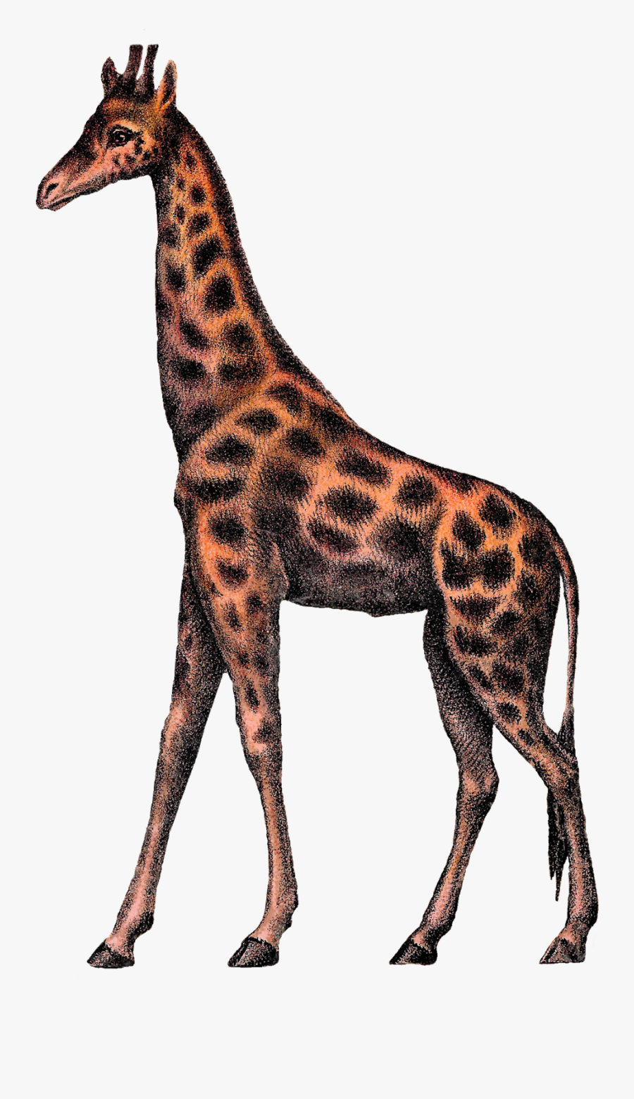 Digital Giraffe Clipart Image Vintage Animal Circus - Vintage Giraffe Png, Transparent Clipart