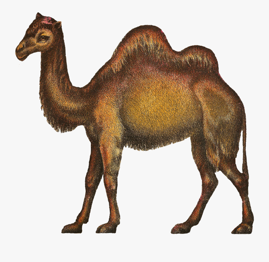 Circus Camel - Portable Network Graphics, Transparent Clipart