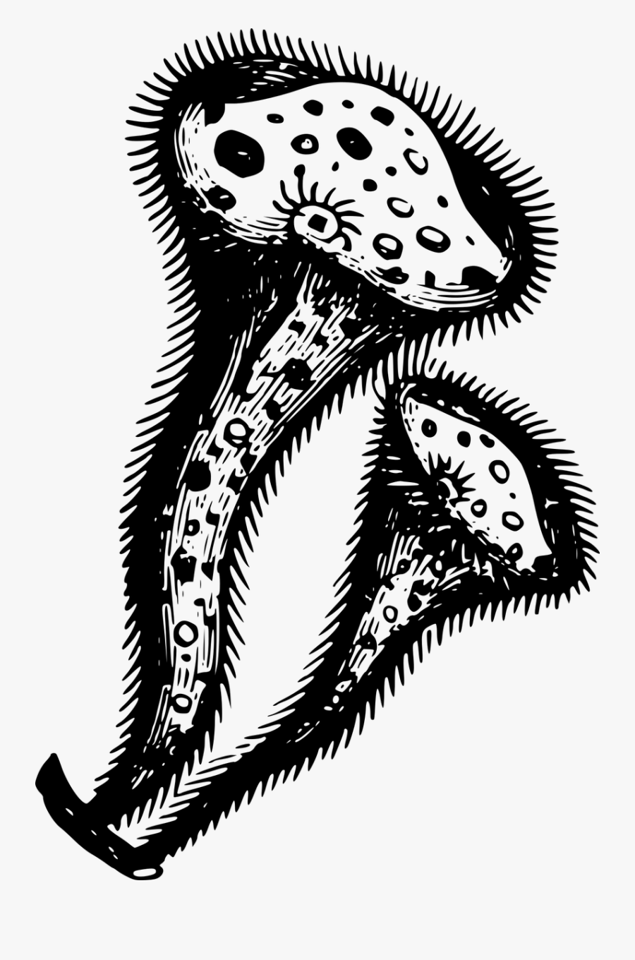 Art,monochrome Photography,jaw - Trąbka Zwierze, Transparent Clipart