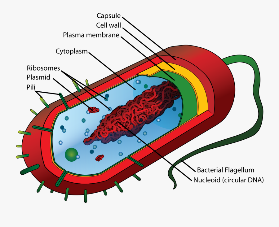Microscope - Diagram - And - Functions - Prokaryotic Cell Diagram, Transparent Clipart