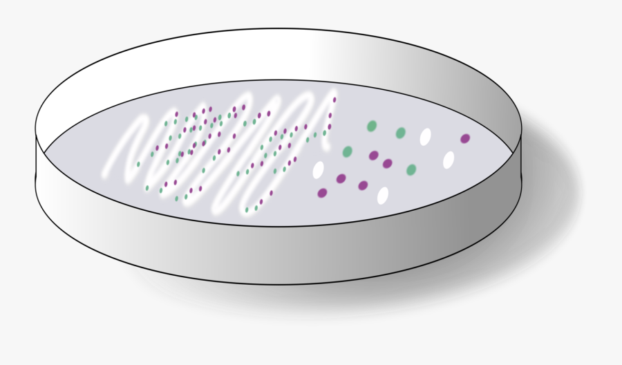 Computer Icons Petri Dishes Scientist Agar Plate Microscope - Petri Dish Bacteria Clipart, Transparent Clipart