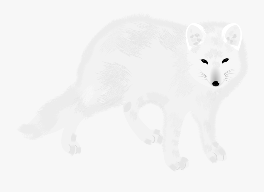 Arctic Fox,carnivore,fur - Arctic Fox, Transparent Clipart