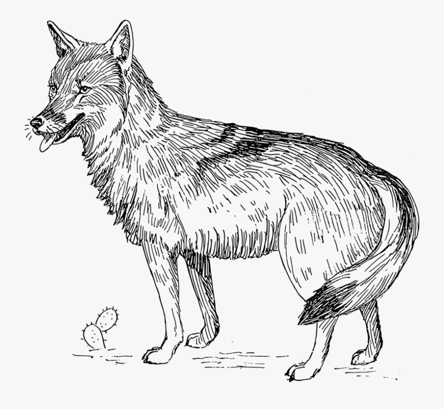 Desert Fox Clipart - Coyote Clipart, Transparent Clipart