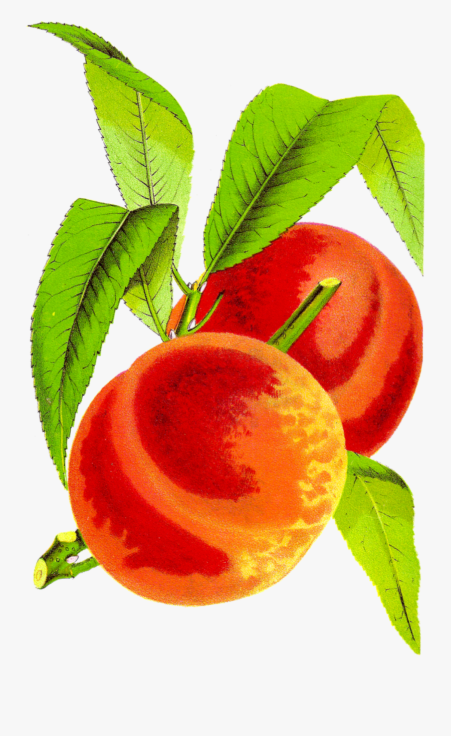 Antique Peach Clipart - Peach Vintage, Transparent Clipart