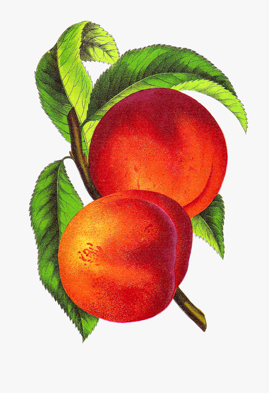 Antique Images Free Fruit Clip Art Vintage Peach Illustration - Vintage Peach, Transparent Clipart