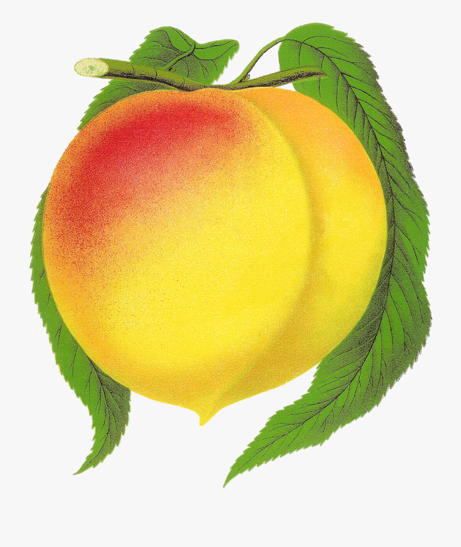 Fruit Peach Clipart New Globe Illustration Botanical - Clip Art, Transparent Clipart