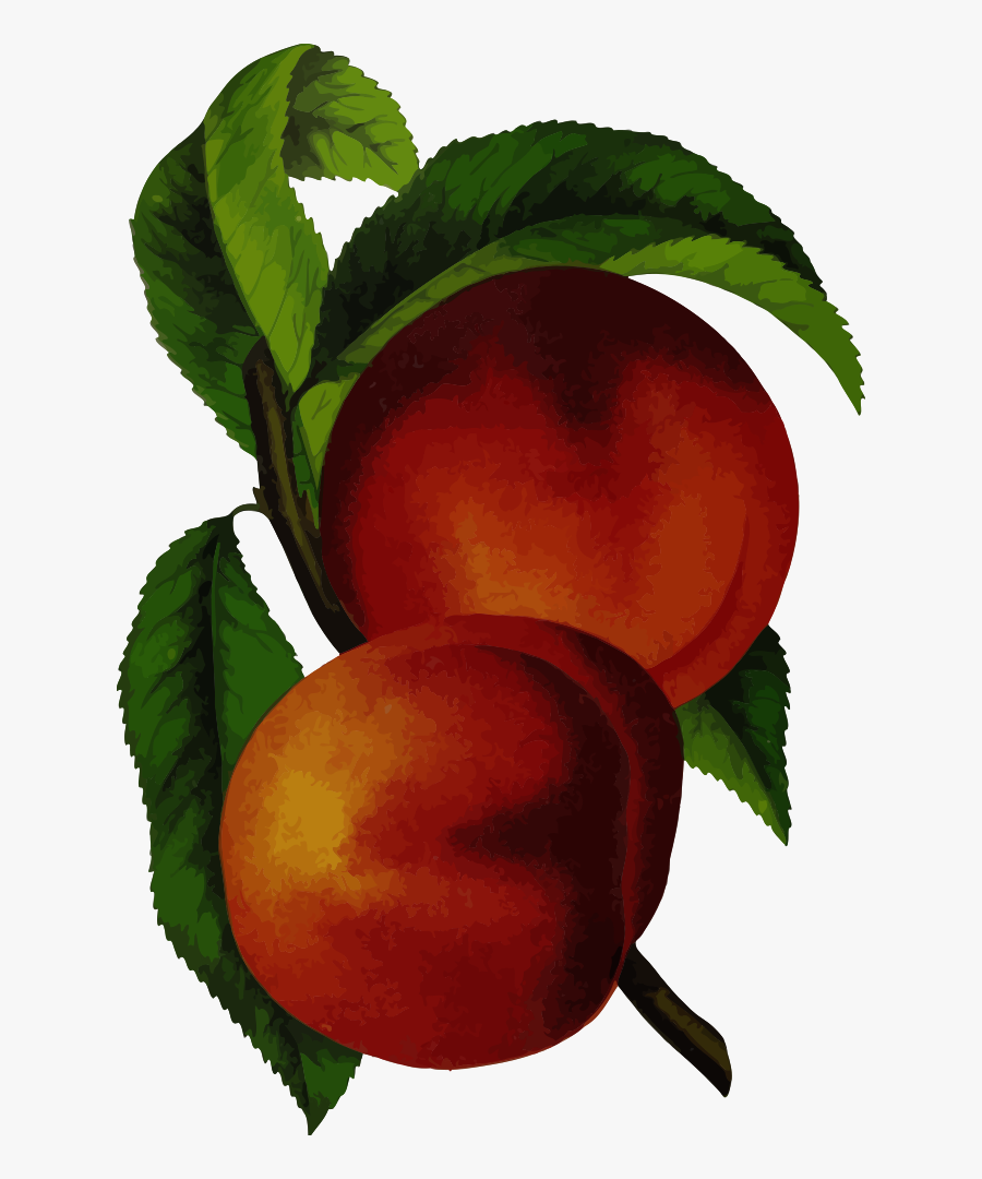 Plant,apple,peach - Transparent Vintage Fruit, Transparent Clipart