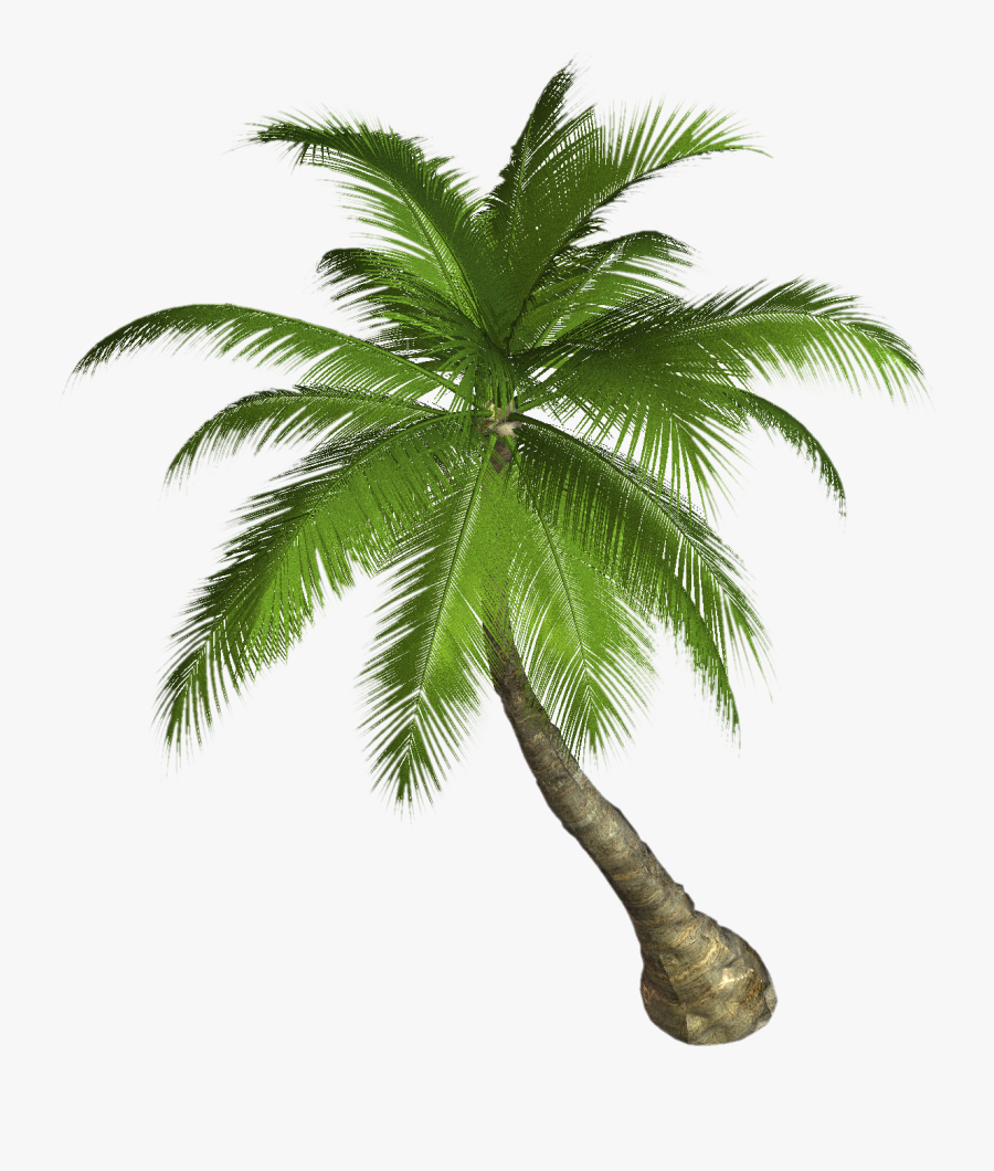 Palm Tree Sunset Clipart - Palm Tree Png Hd, Transparent Clipart