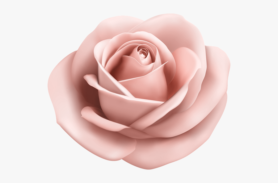 Rose Soft Peach Transparent Png Clip Art Image - Light Blue Flower Png, Transparent Clipart