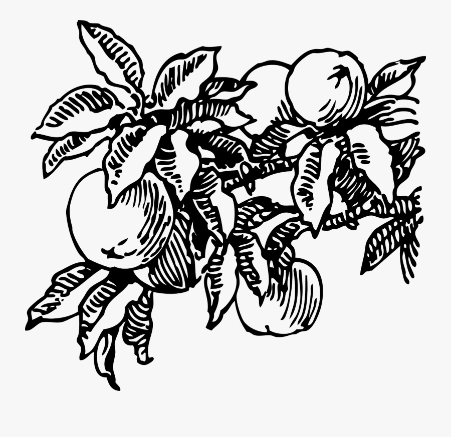 Free Vector Peaches Clip Art - Peach Tree Black And White, Transparent Clipart