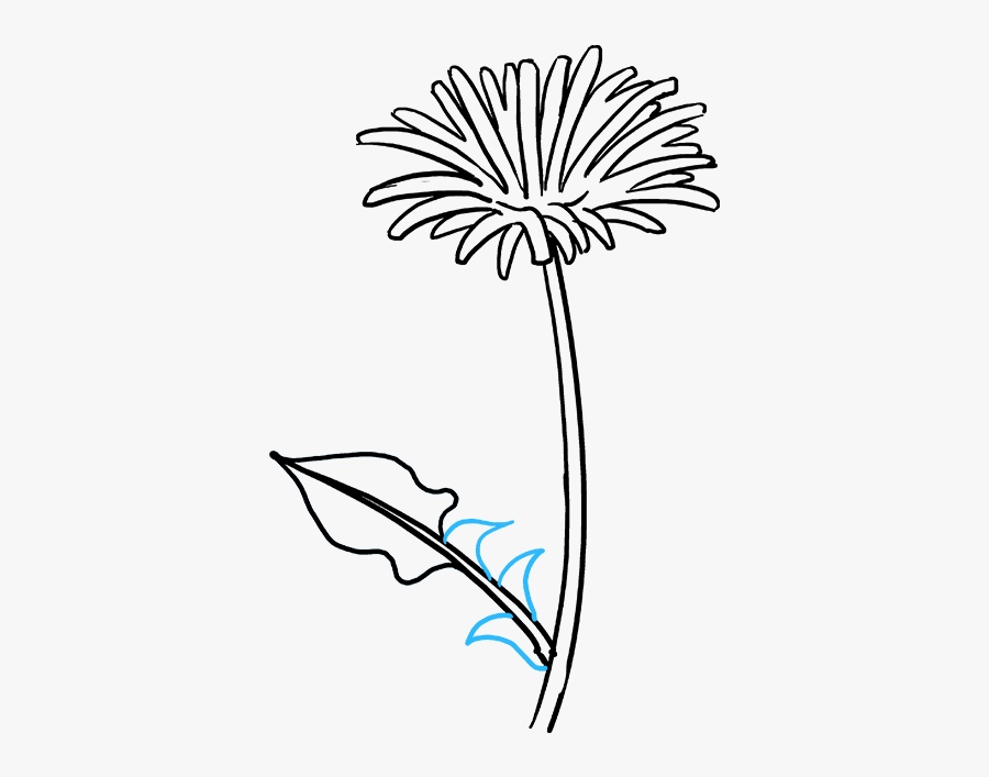 Dandelion Drawing Png, Transparent Clipart