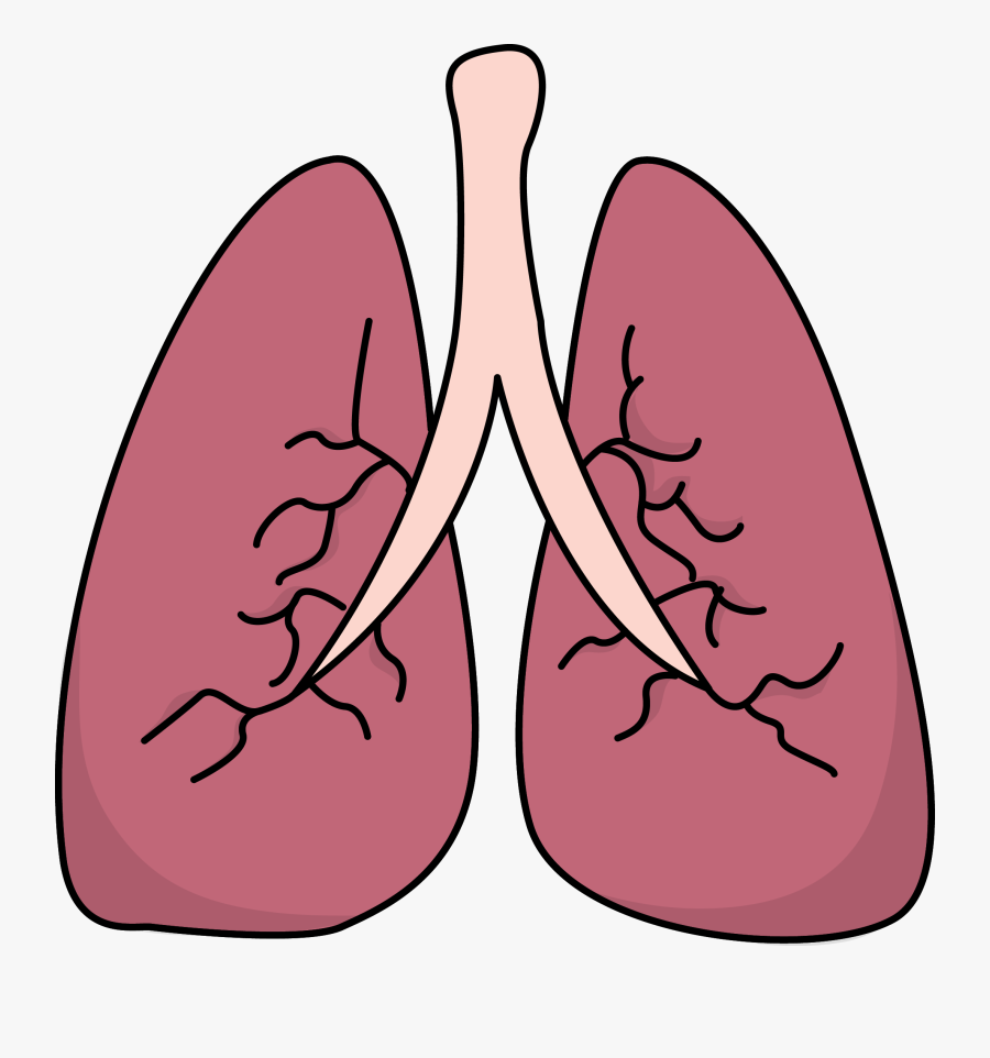 Transparent Health Clipart Png - Lungs Clipart, Transparent Clipart