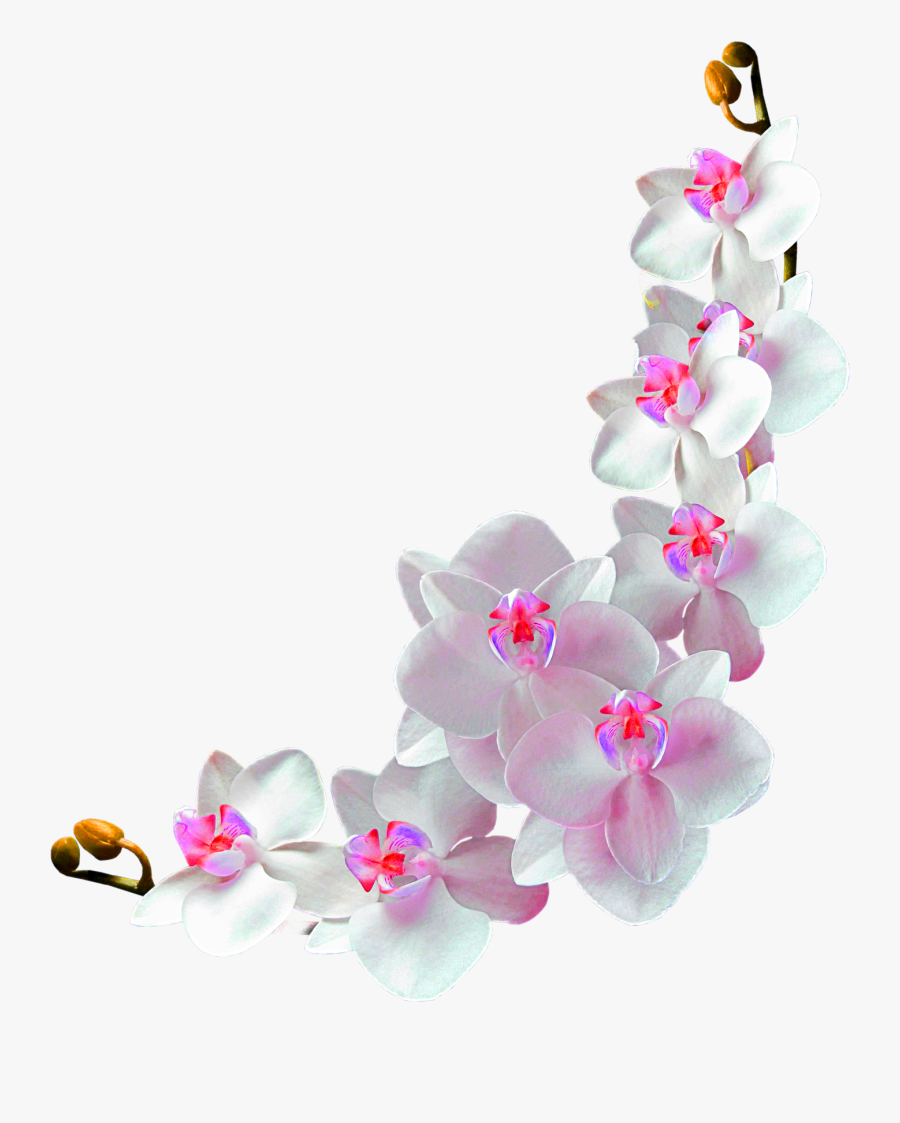 Flower Vine Clipart - Orchidée Png, Transparent Clipart