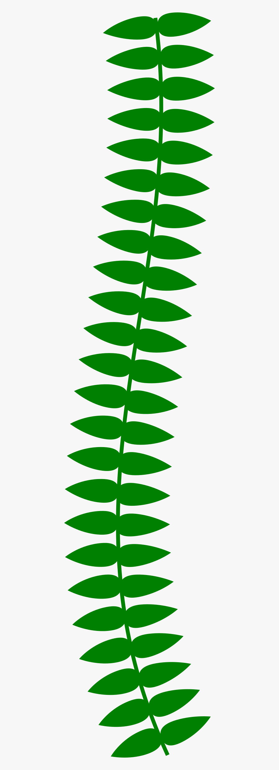 Transparent Vine Plant Png - Vine Plant Clipart Png, Transparent Clipart