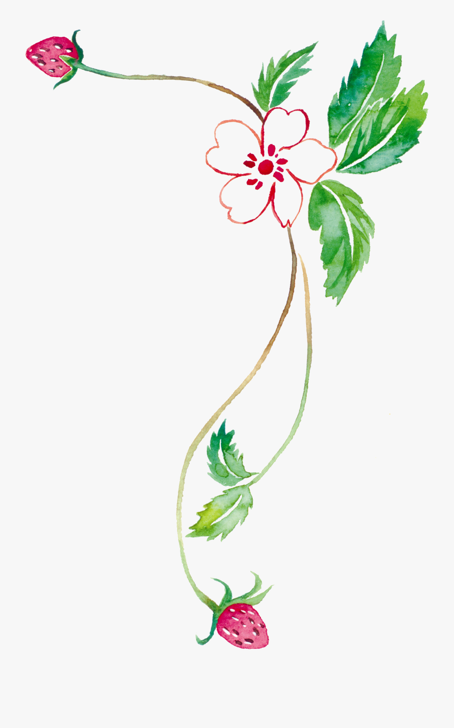 Transparent Vines Clipart - Painting Of Strawberry Vines, Transparent Clipart