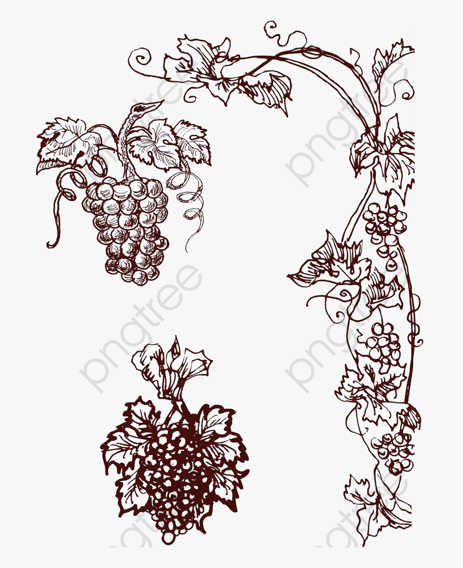 Vines Clipart Hand Drawn - Grapevine Vector, Transparent Clipart