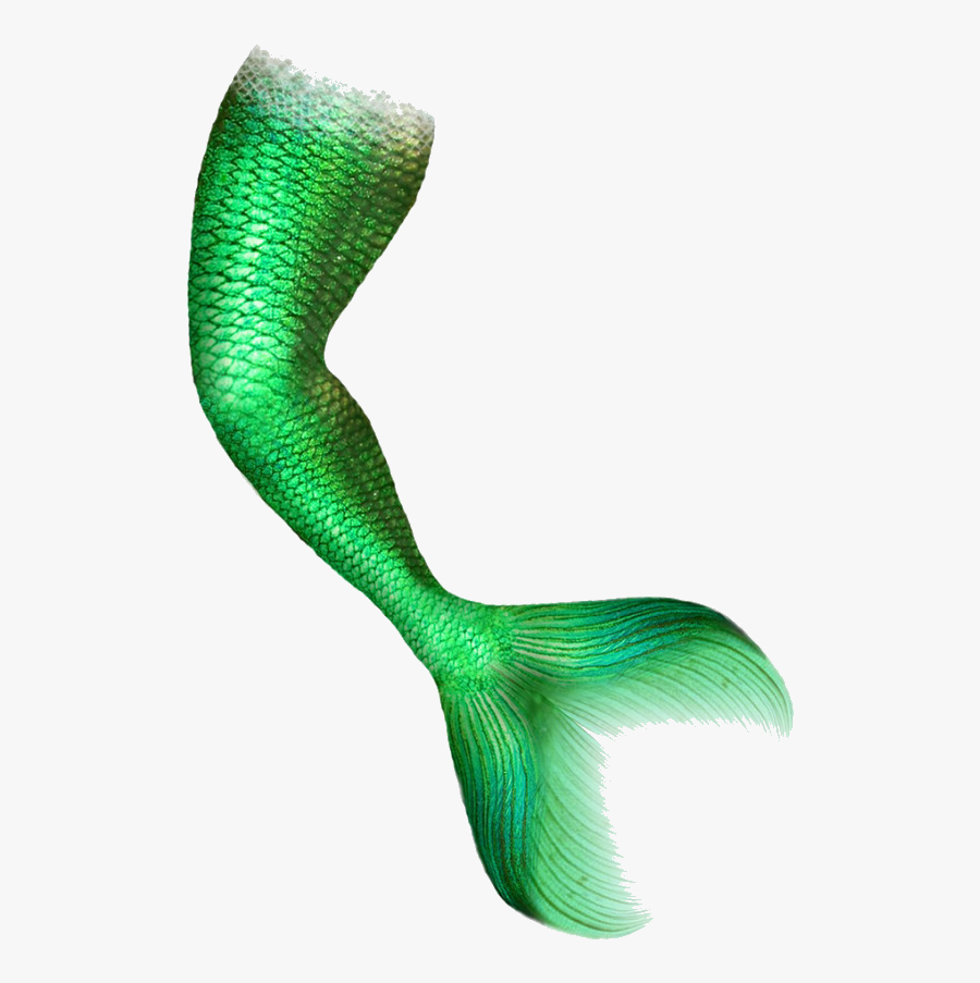 Mermaid Tail Portable Network Graphics Clip Art Image - Cola De Sirena ...