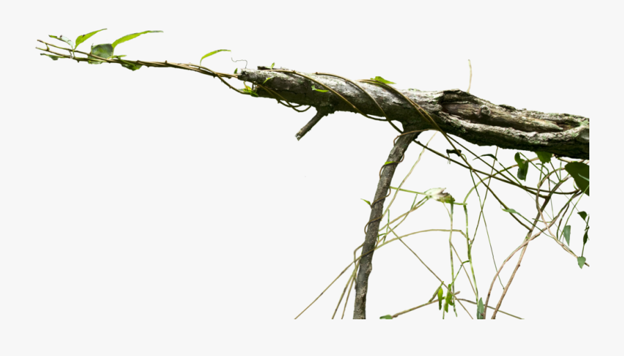 Creepy Vine Clipart - Creepy Vines Png, Transparent Clipart