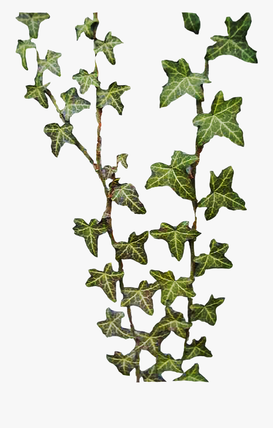 Jungle Vine Clipart - Huntza Landarea, Transparent Clipart