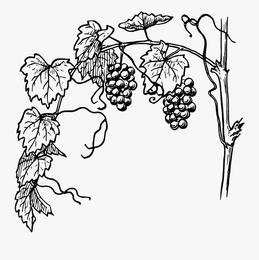Transparent Grape Vines Png - Branches On A Vine, Transparent Clipart